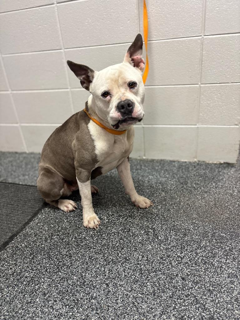 Enlarge Calypso, a Adoptable Mixed Breed in Tifton, GA image 1/1