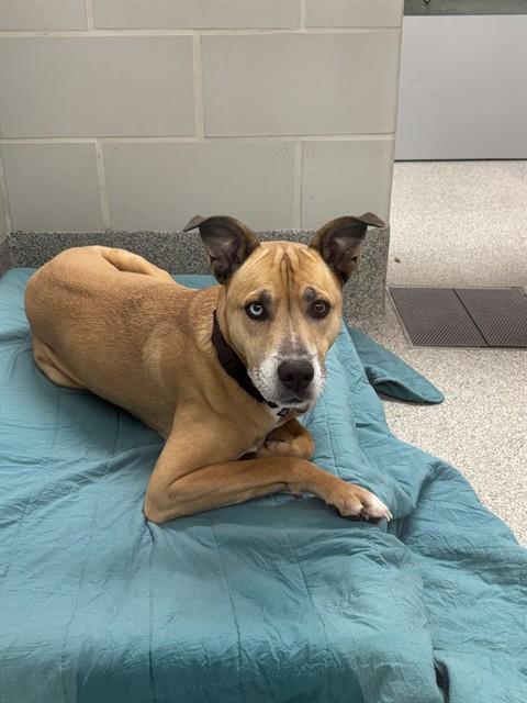 LOBO, Adoptable, Adult Male Black Mouth Cur.