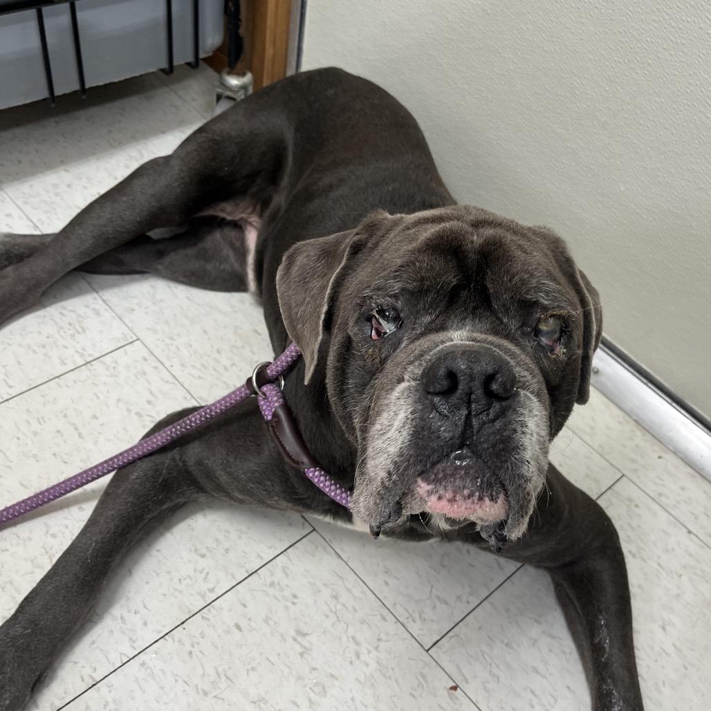 Enlarge Elton John, a Adoptable Mixed Breed in Columbiana, AL image 1/2