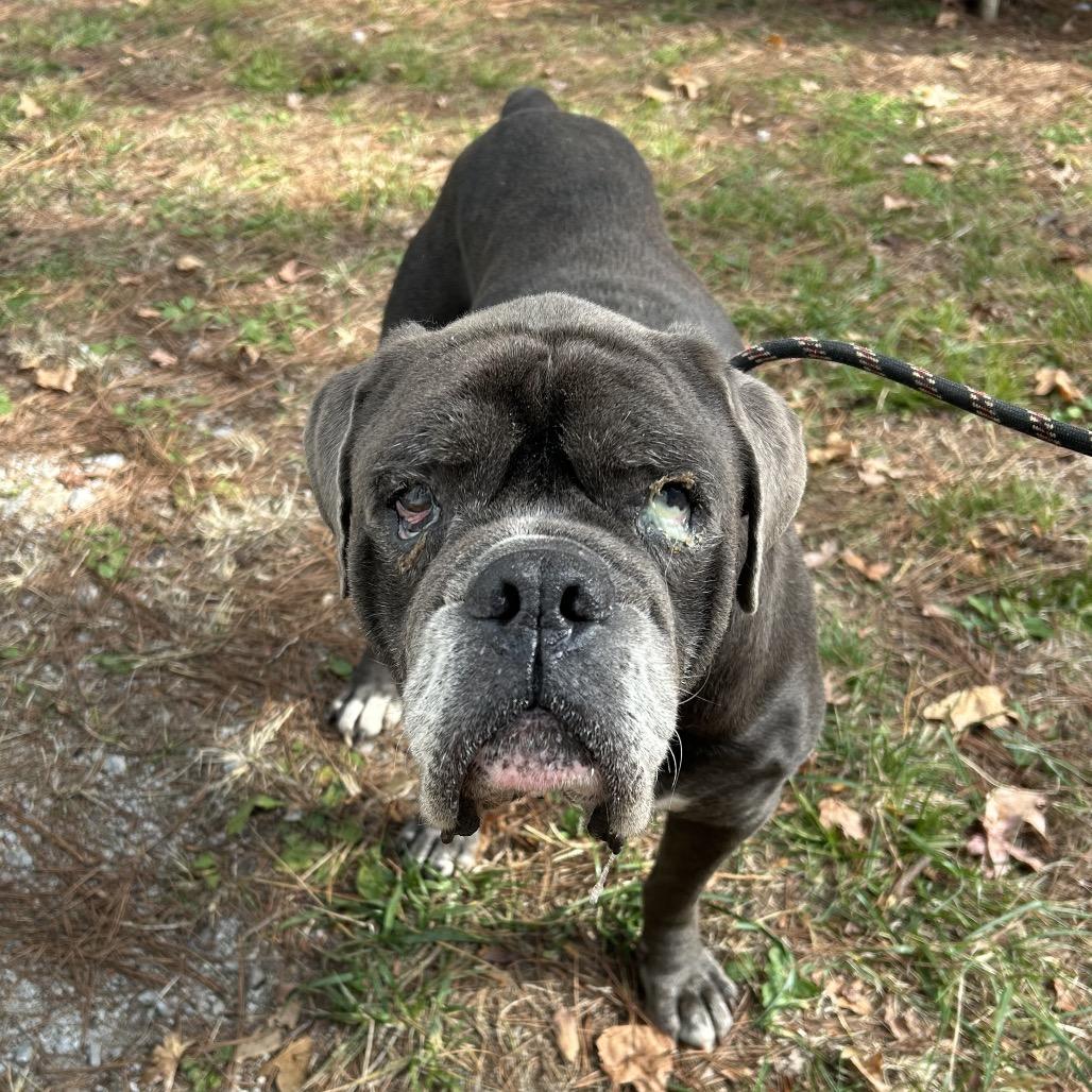 Enlarge Elton John, a Adoptable Mixed Breed in Columbiana, AL image 2/2