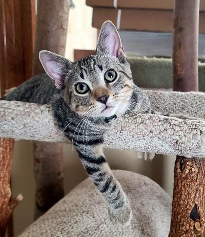 Enlarge Michelangelo, a Adoptable Domestic Short Hair in Verona, WI image 1/3