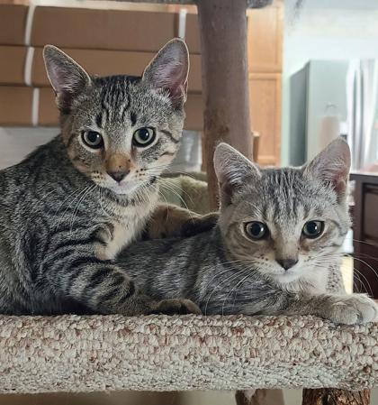 Enlarge Michelangelo, a Adoptable Domestic Short Hair in Verona, WI image 2/3