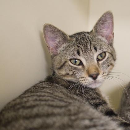 Enlarge Michelangelo, a Adoptable Domestic Short Hair in Verona, WI image 3/3
