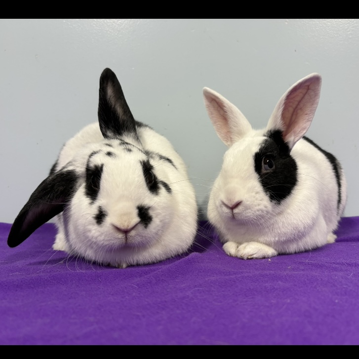 Sebastien & François, a Adoptable mixed breed in Edgewood, MD image 6/6