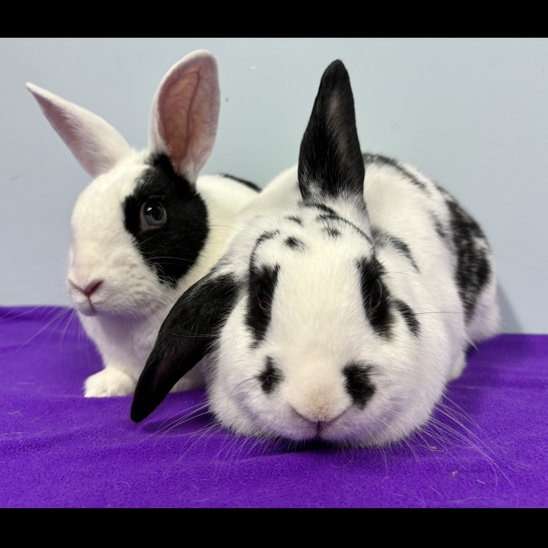 Sebastien & François, a Adoptable mixed breed in Edgewood, MD image 5/6