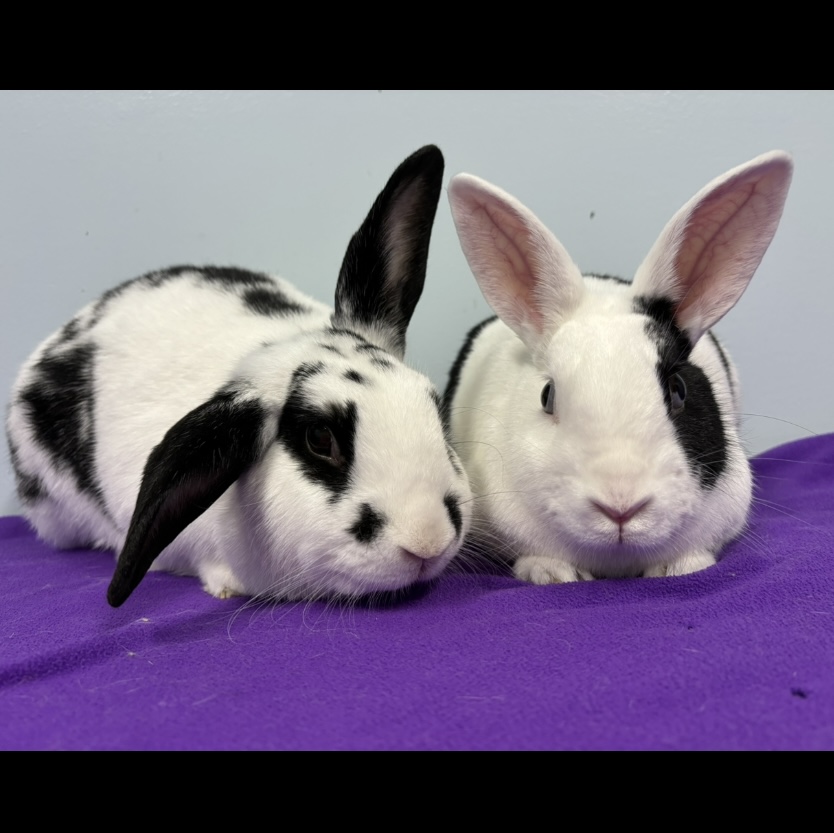 Sebastien & François