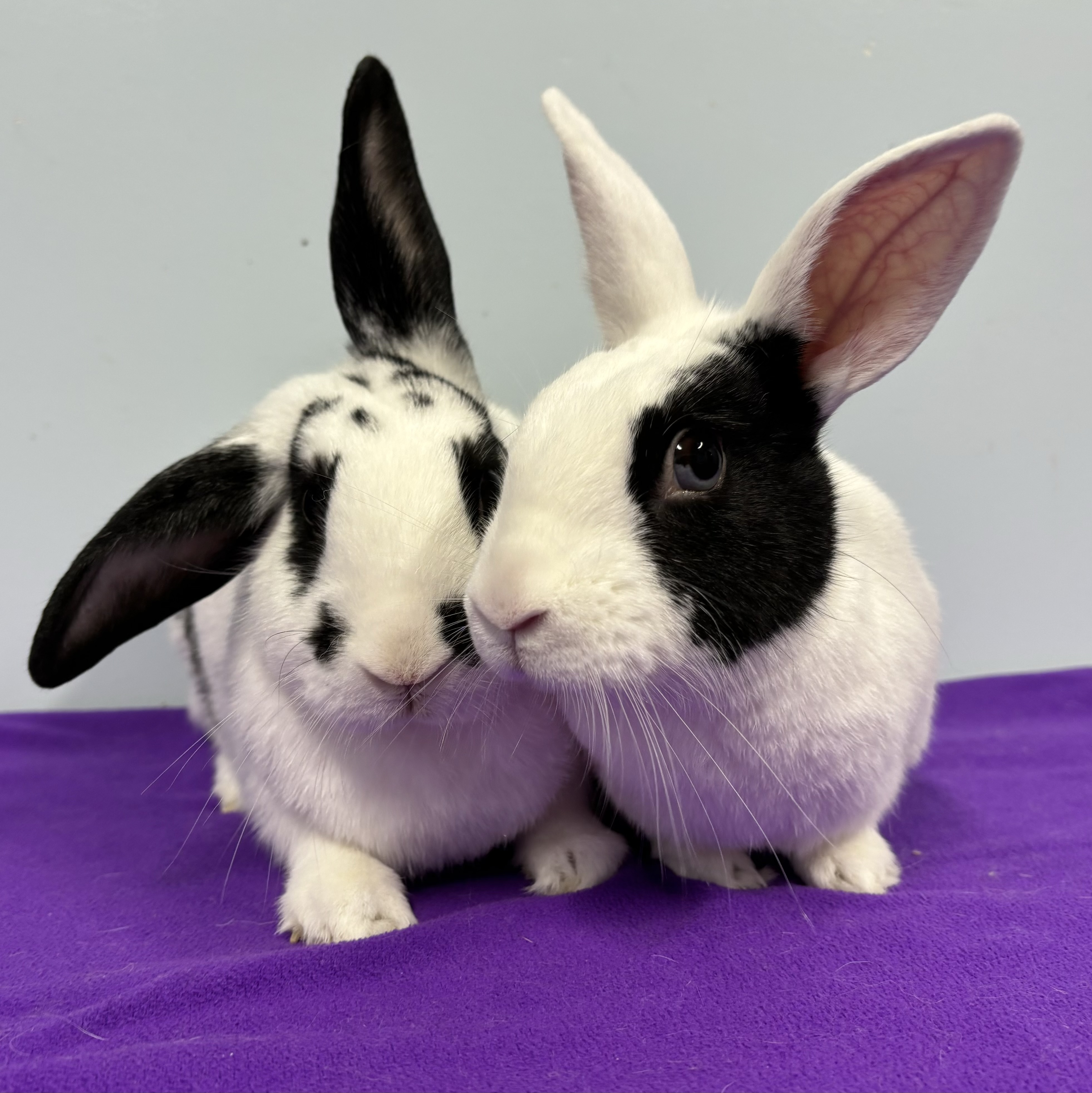 Sebastien & François, a Adoptable mixed breed in Edgewood, MD image 1/6
