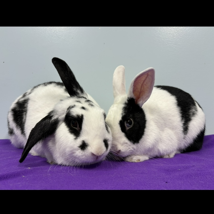 Sebastien & François