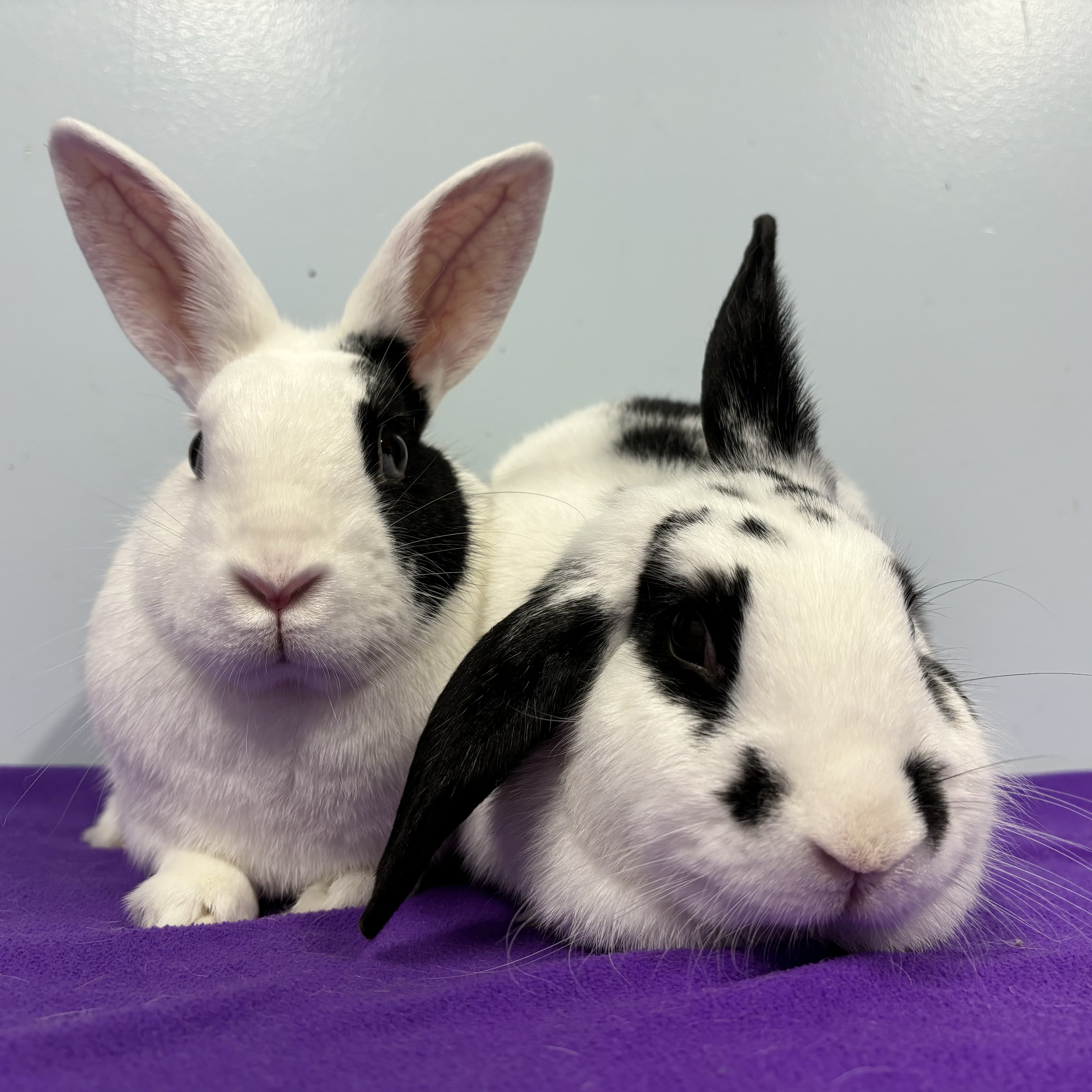 Sebastien & François