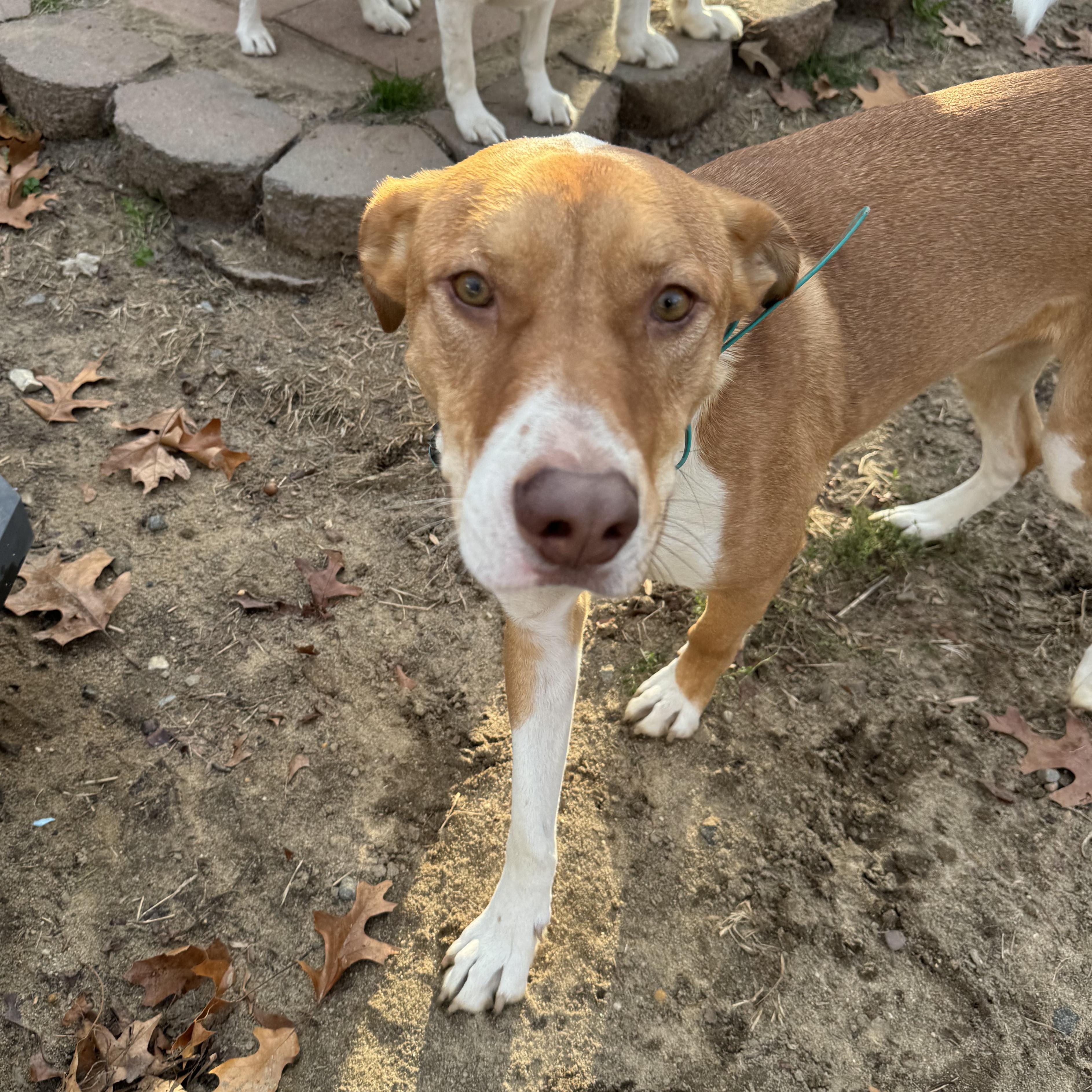 Enlarge Chance, a Adoptable mixed breed in Hooksett, NH image 6/6