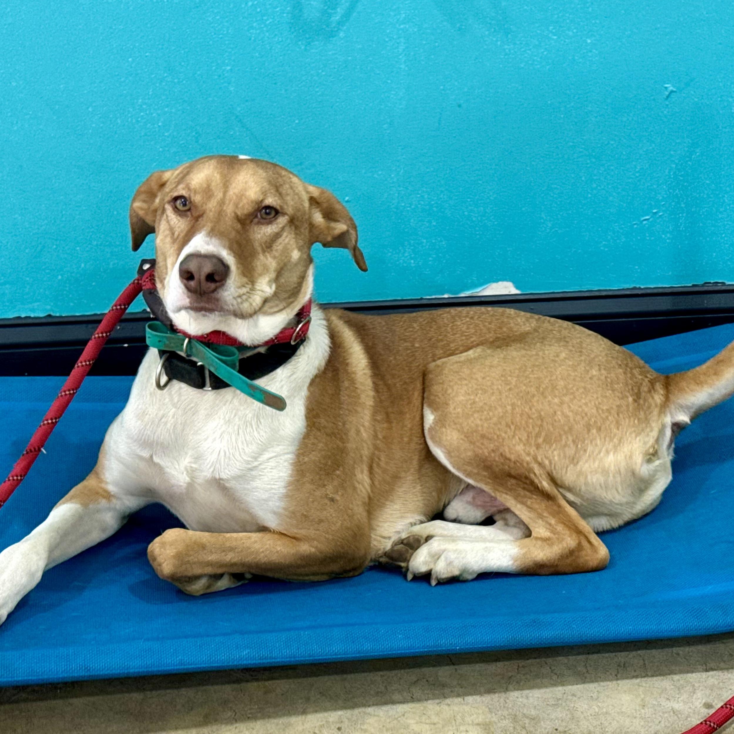 Enlarge Chance, a Adoptable mixed breed in Hooksett, NH image 5/6