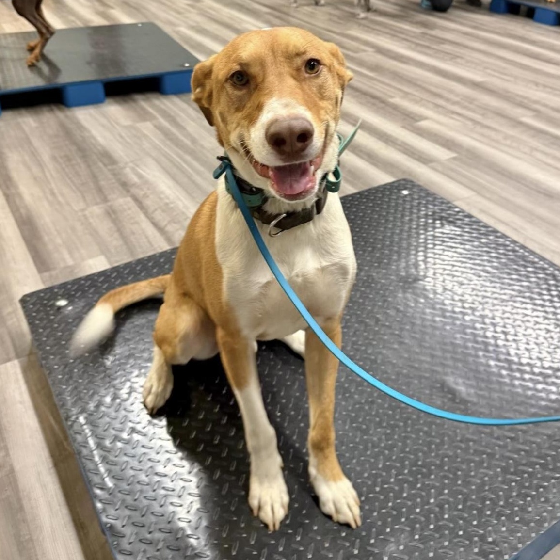 Enlarge Chance, a Adoptable mixed breed in Hooksett, NH image 4/6