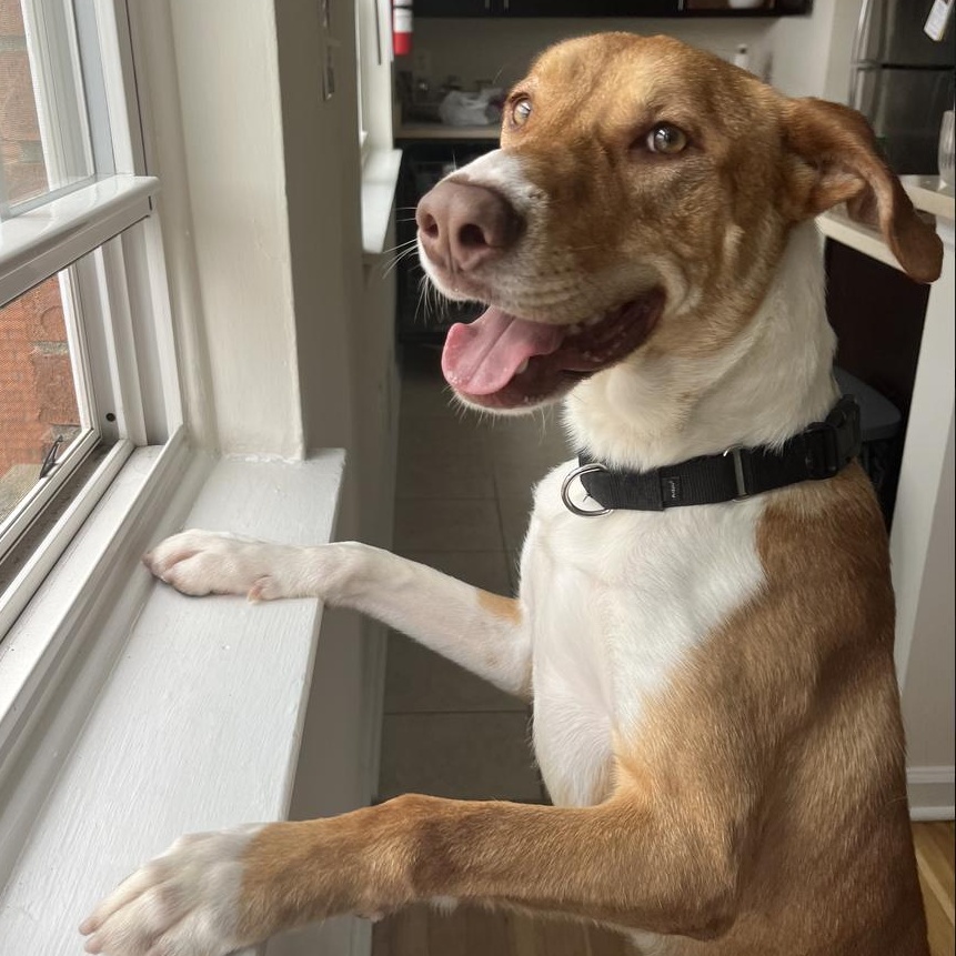 Enlarge Chance, a Adoptable mixed breed in Hooksett, NH image 3/6