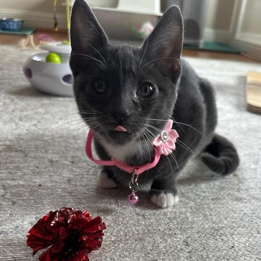 Enlarge Jordan, a Adoptable Domestic Short Hair in Houston, TX image 5/5