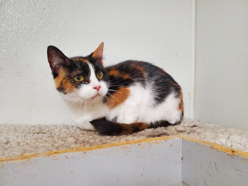 Enlarge Carla, a Adoptable Domestic Short Hair in Philippi, WV image 1/1