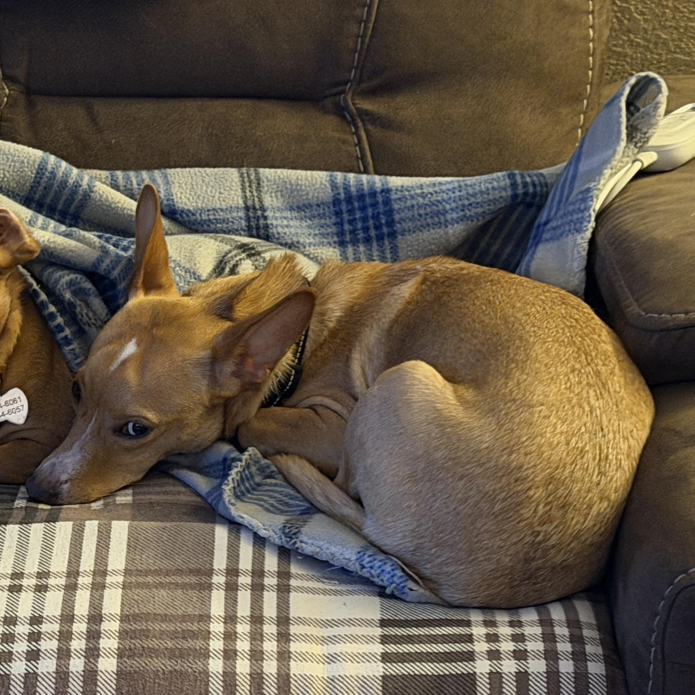 Enlarge Louise, a Adoptable mixed breed in Portland, OR image 3/6