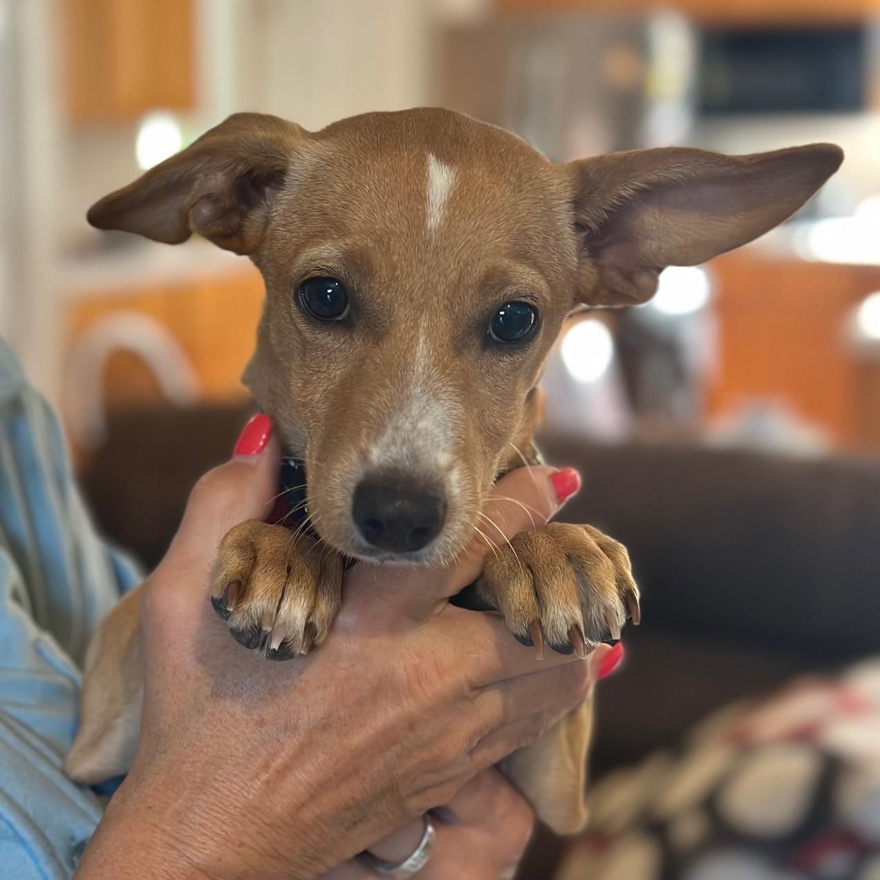 Louise, a Adoptable mixed breed in Portland, OR image 2/3