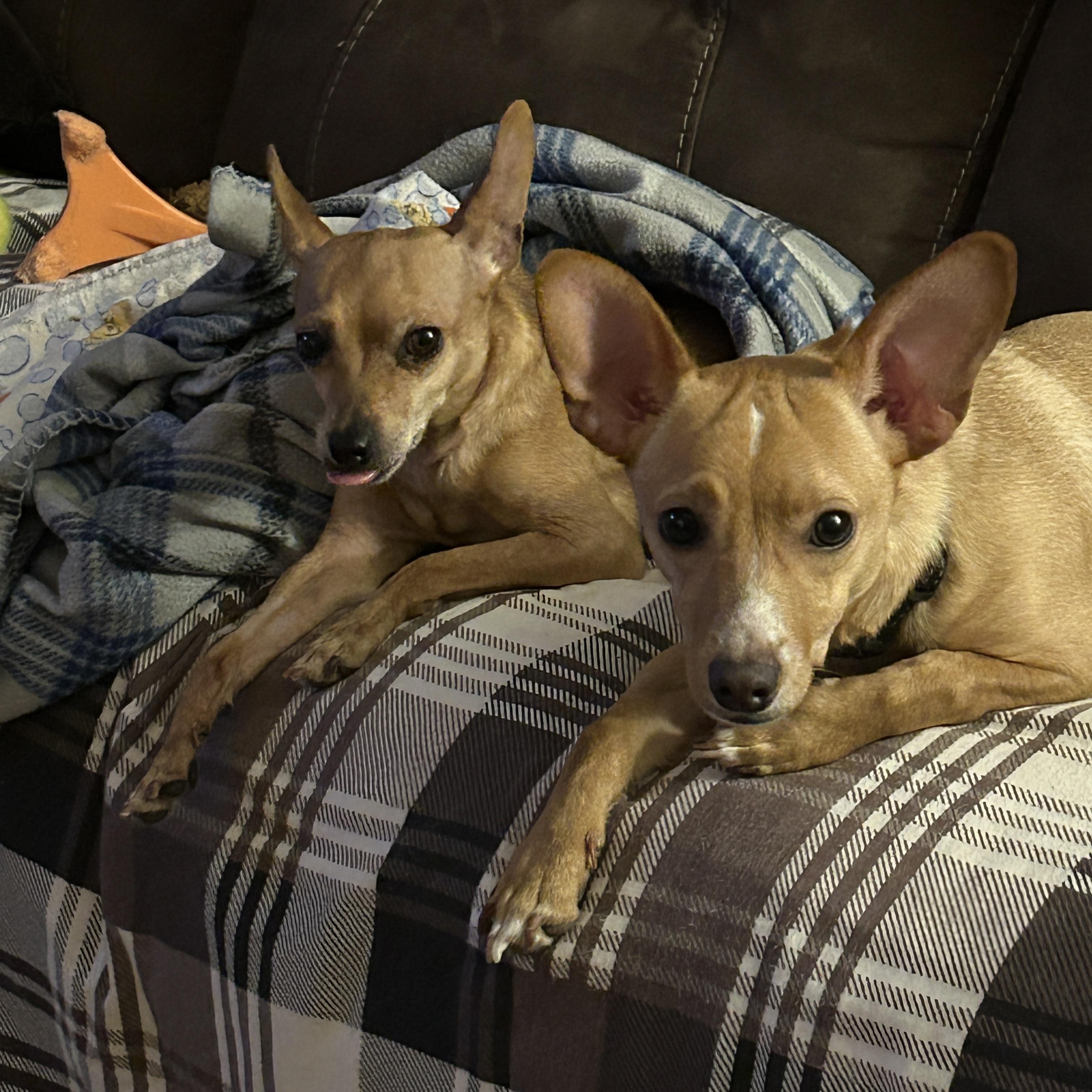 Enlarge Louise, a Adoptable mixed breed in Portland, OR image 6/6