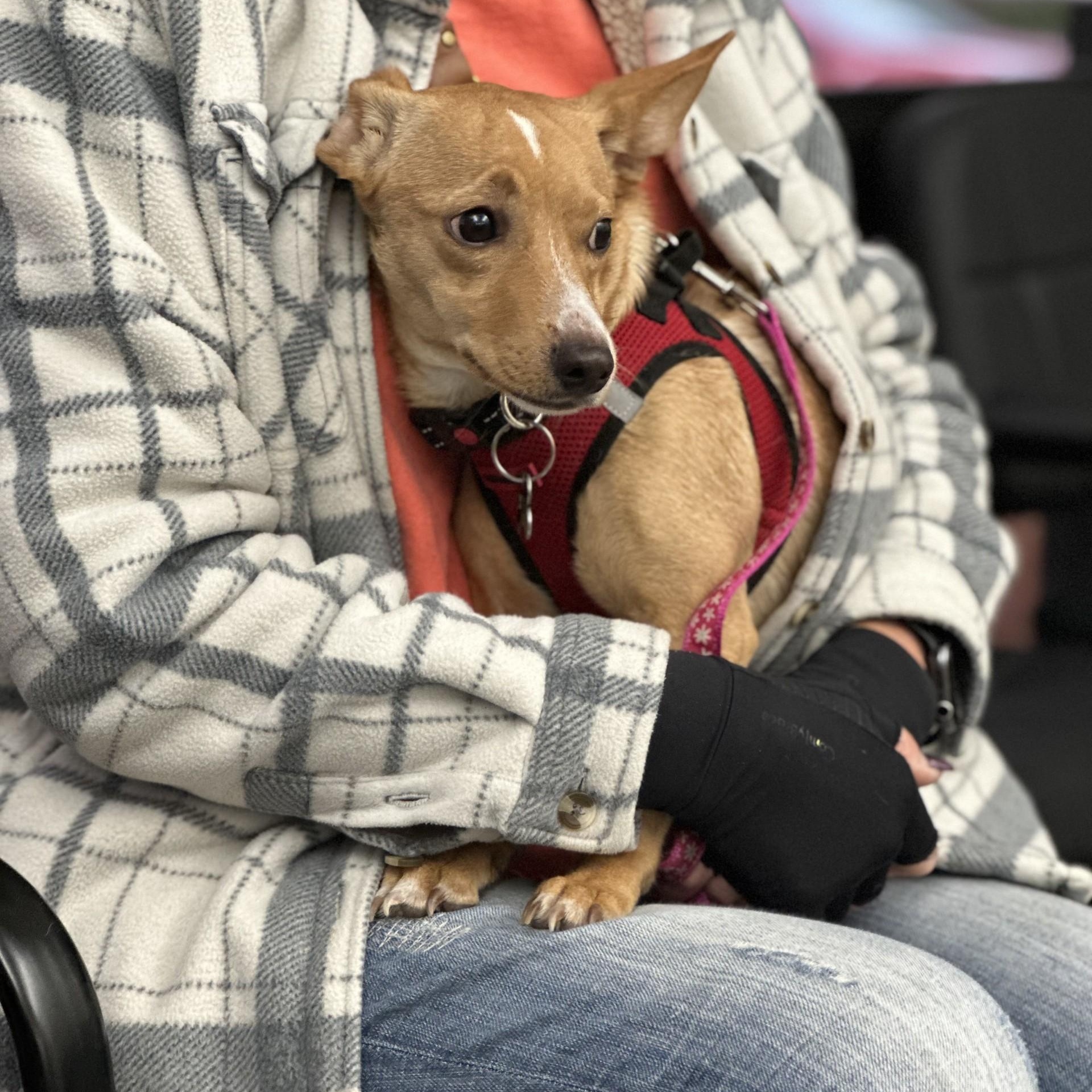 Louise, a Adoptable mixed breed in Portland, OR image 3/3