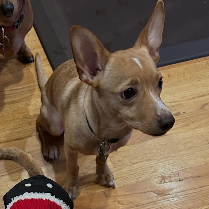 Enlarge Louise, a Adoptable mixed breed in Portland, OR image 5/6