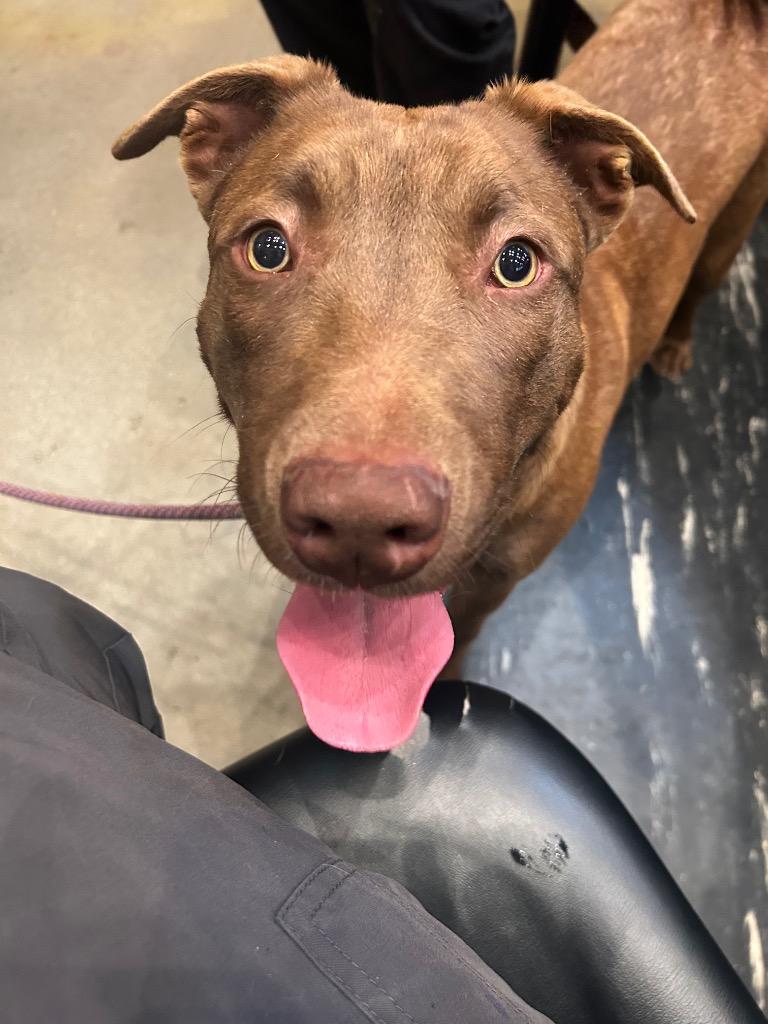 Enlarge Shrek, a Adoptable Labrador Retriever in Douglasville, GA image 1/2