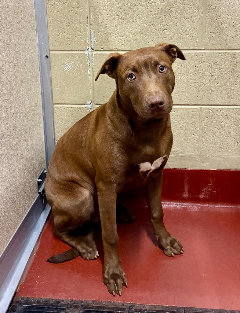 Enlarge Shrek, a Adoptable Labrador Retriever in Douglasville, GA image 2/2