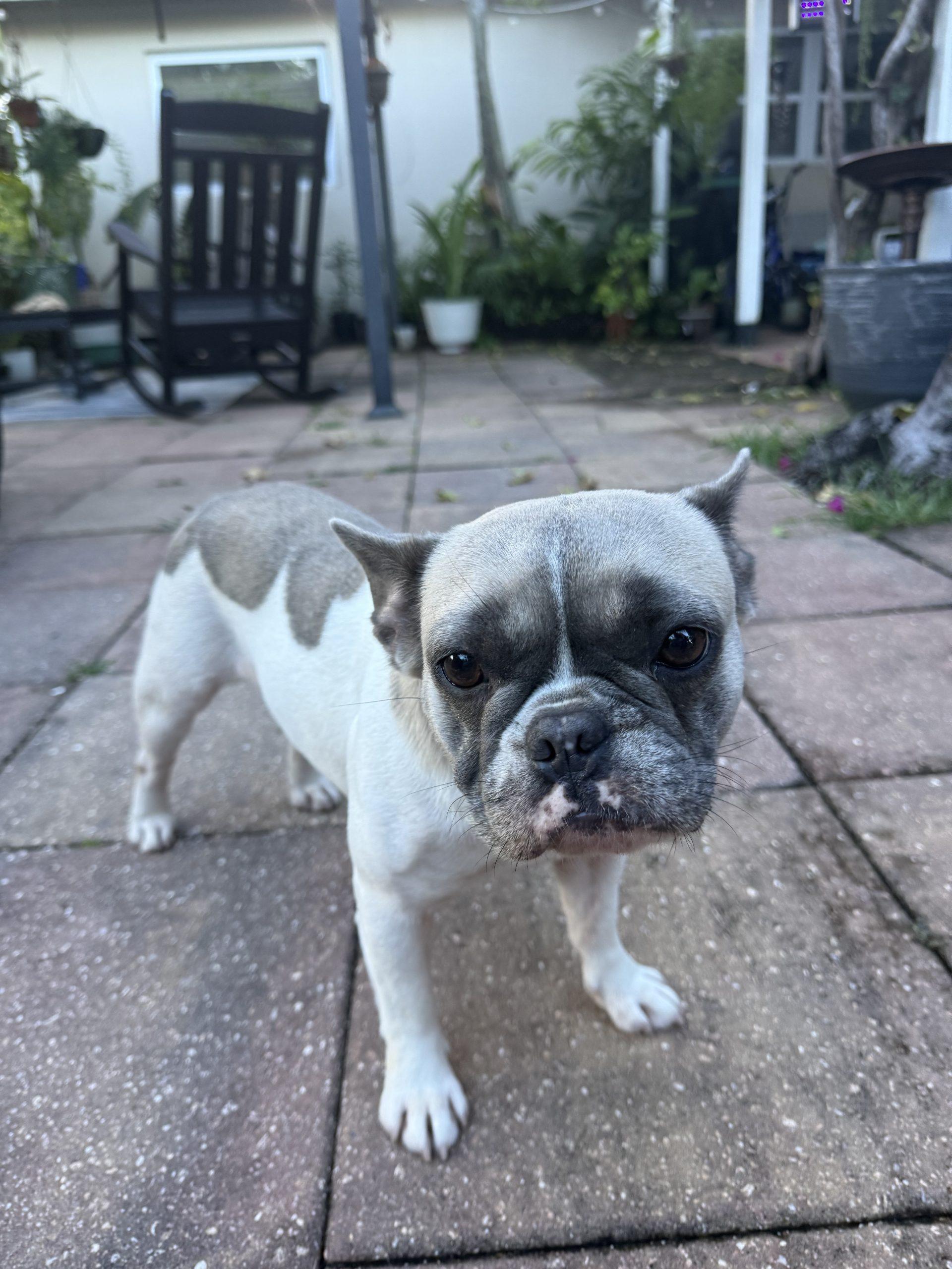 Mocha, Adoptable, Young Female French Bulldog.