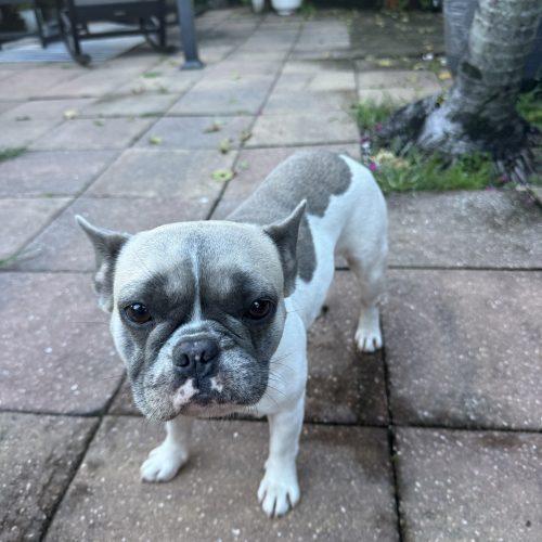 Mocha, Adoptable, Young Female French Bulldog.