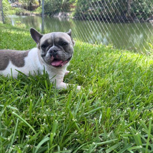 Mocha, a Adoptable French Bulldog in Plantation, FL image 3/3