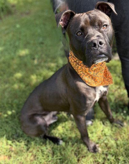 Enlarge Furyan, a Adoptable Boxer in Midland, VA image 1/1