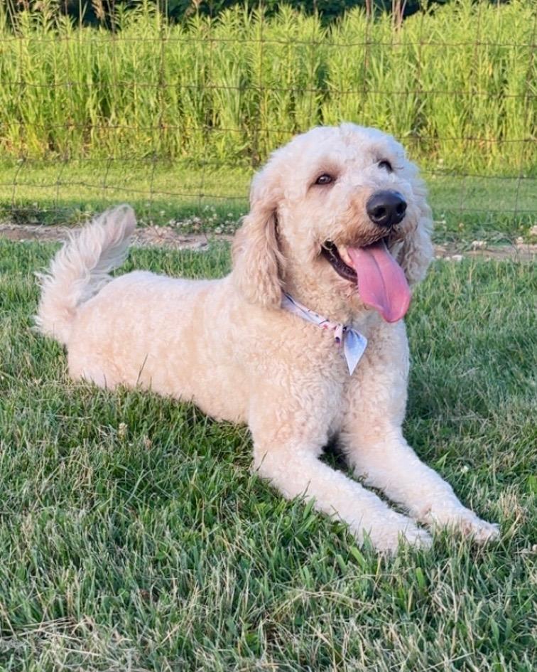 Enlarge Jackson, a Adoptable Golden Retriever in West Bloomfield, MI image 1/1