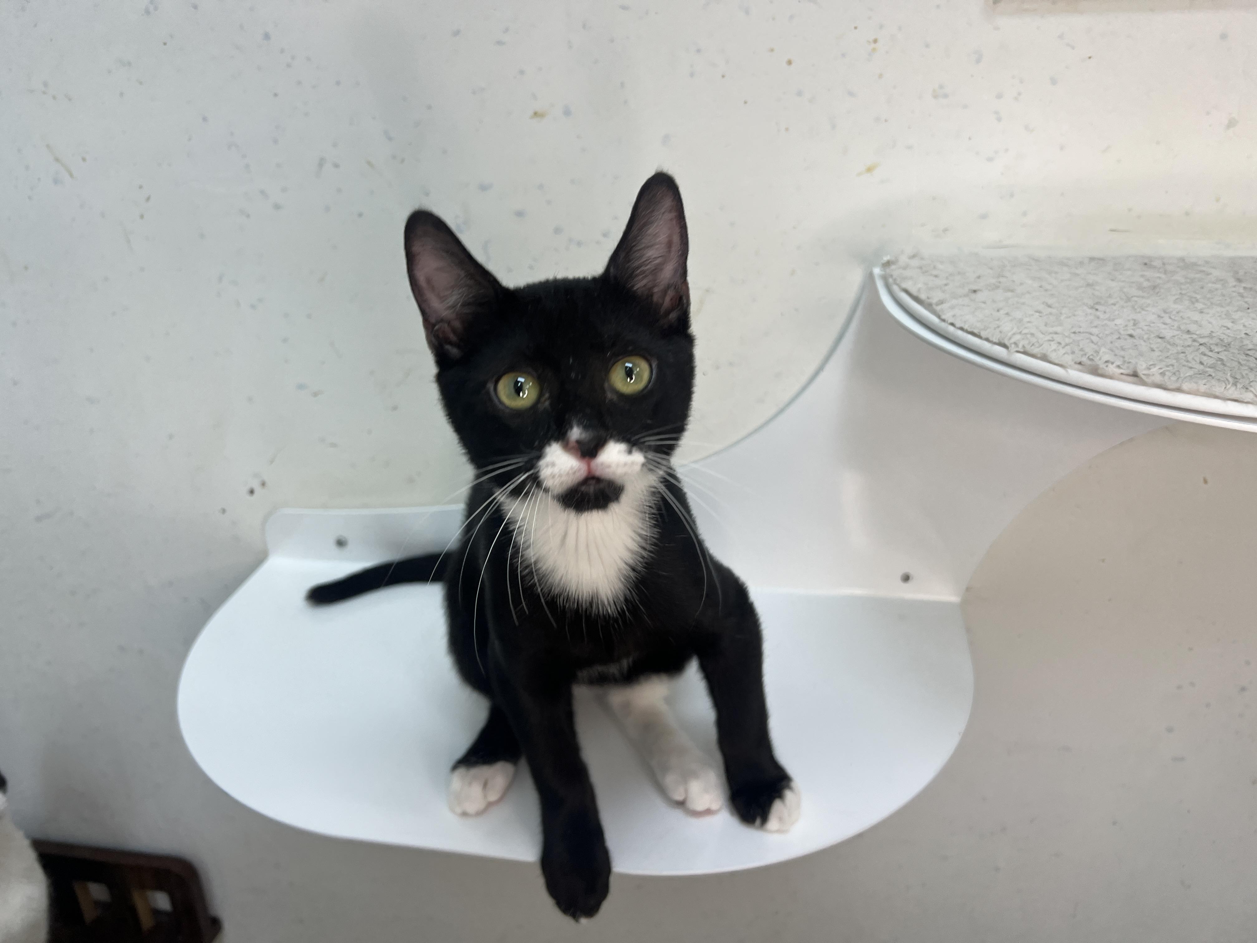 Enlarge Bello, a Adopted Domestic Short Hair in chino, CA image 1/6