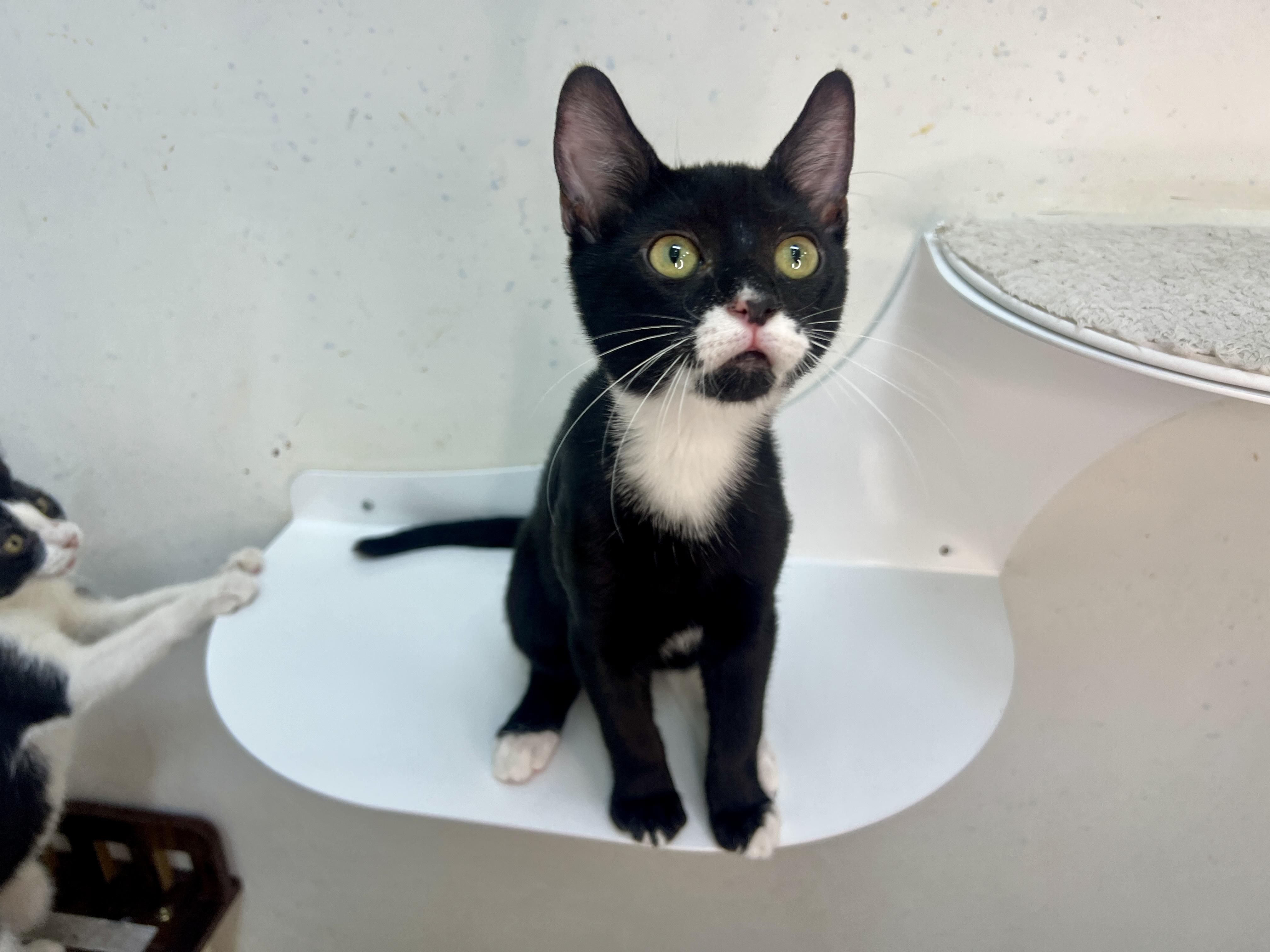 Enlarge Bello, a Adopted Domestic Short Hair in chino, CA image 3/6