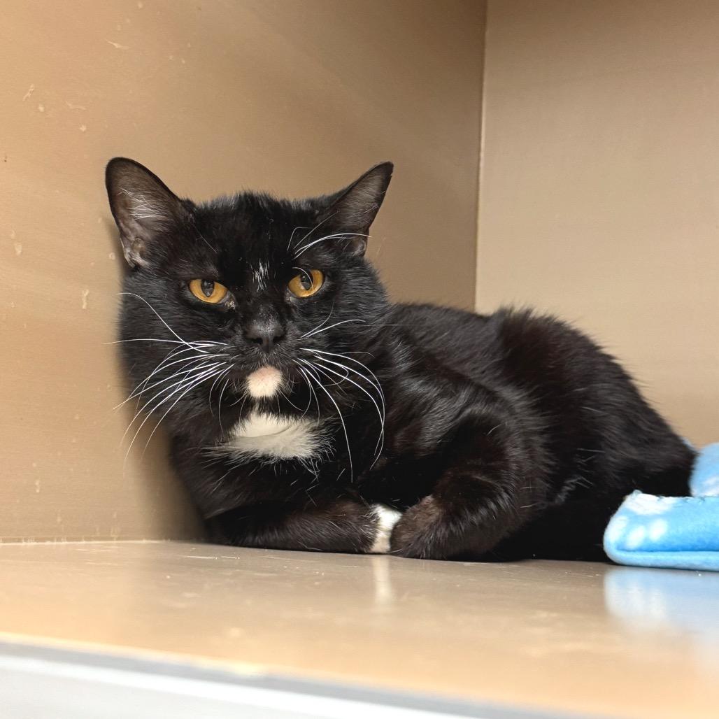 Courage, Adoptable, Adult Male Domestic Short Hair.