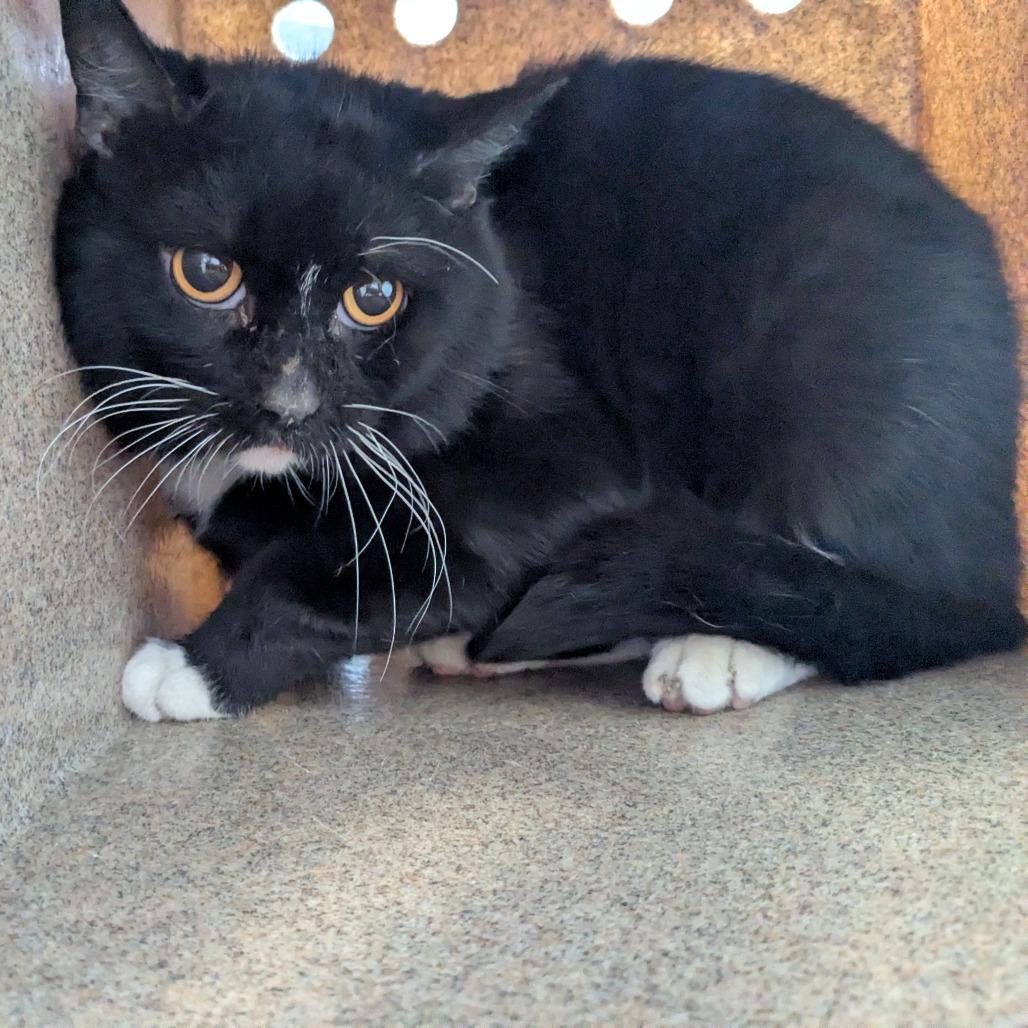 Enlarge Courage, a Adoptable Domestic Short Hair in Birmingham, AL image 2/2