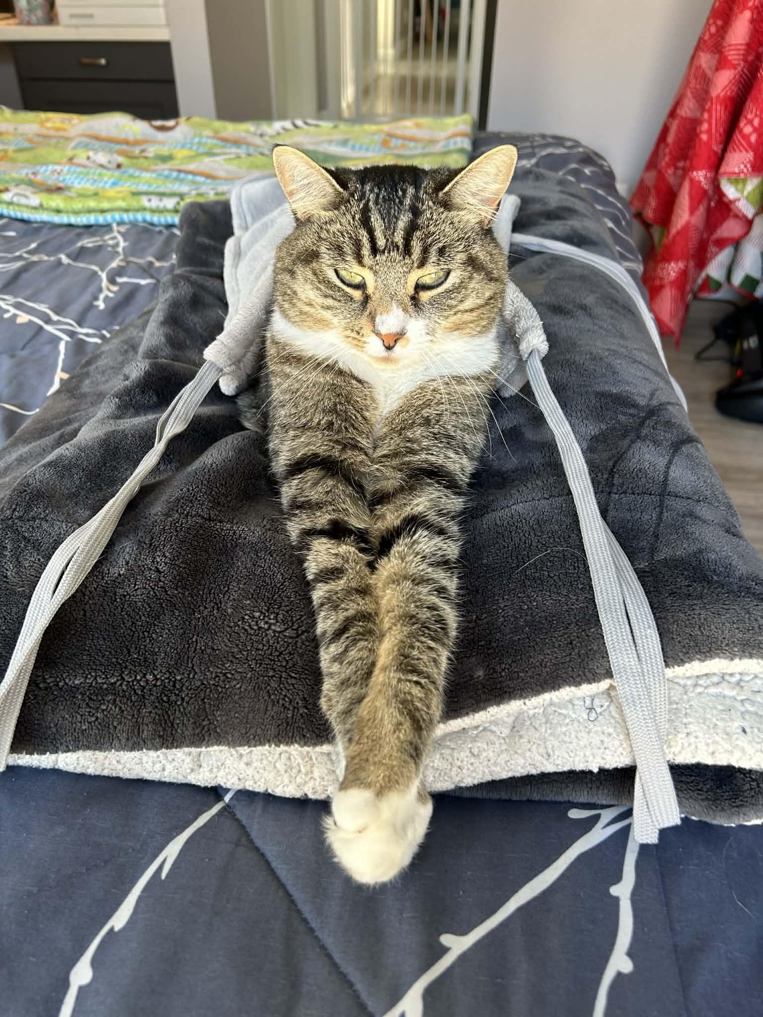 MewTwo Girl , ADOPTABLE, Adult Female Tabby & Manx.