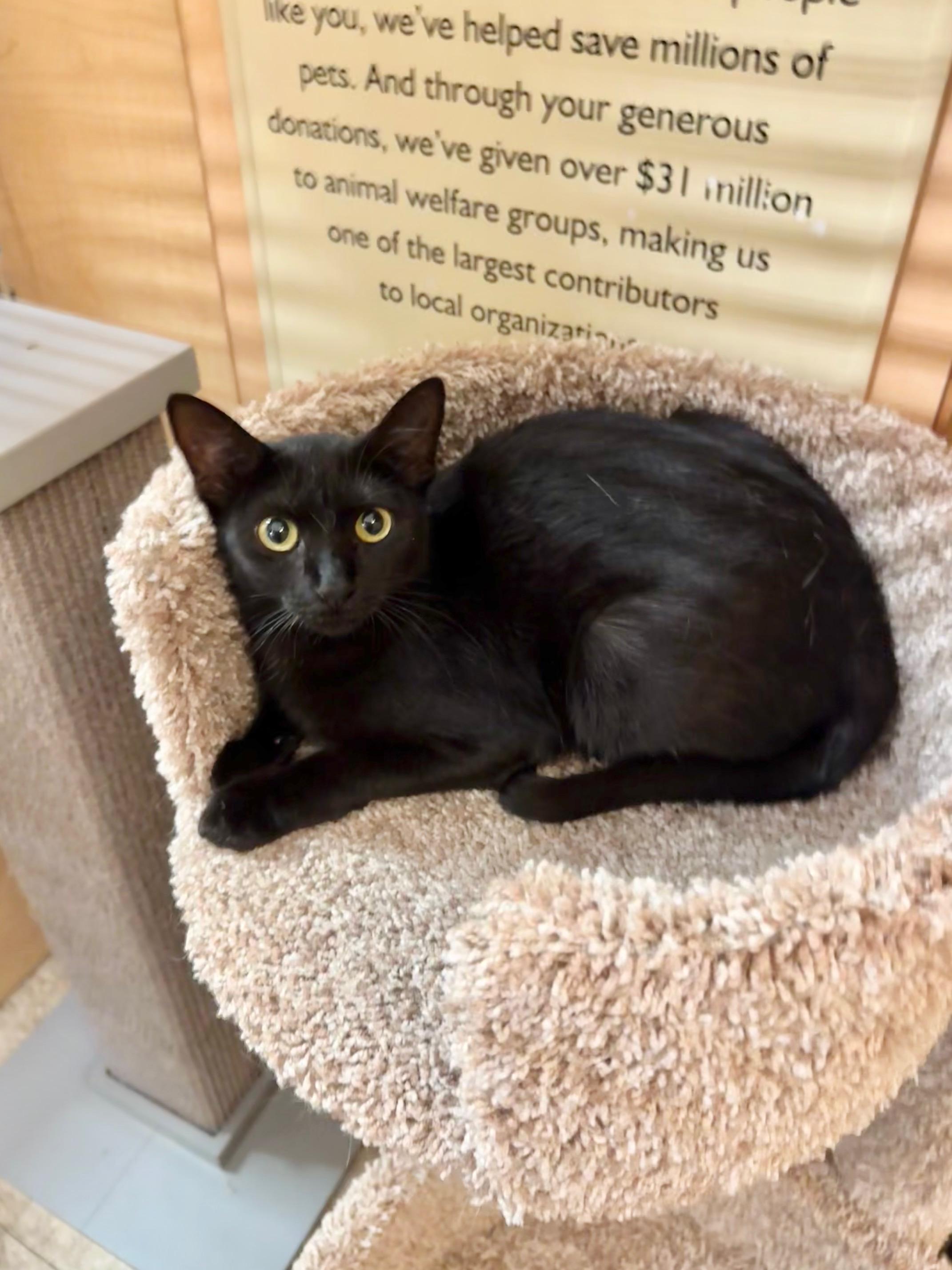 Jasmine, a ADOPTABLE Domestic Short Hair in Springfield, PA image 2/3