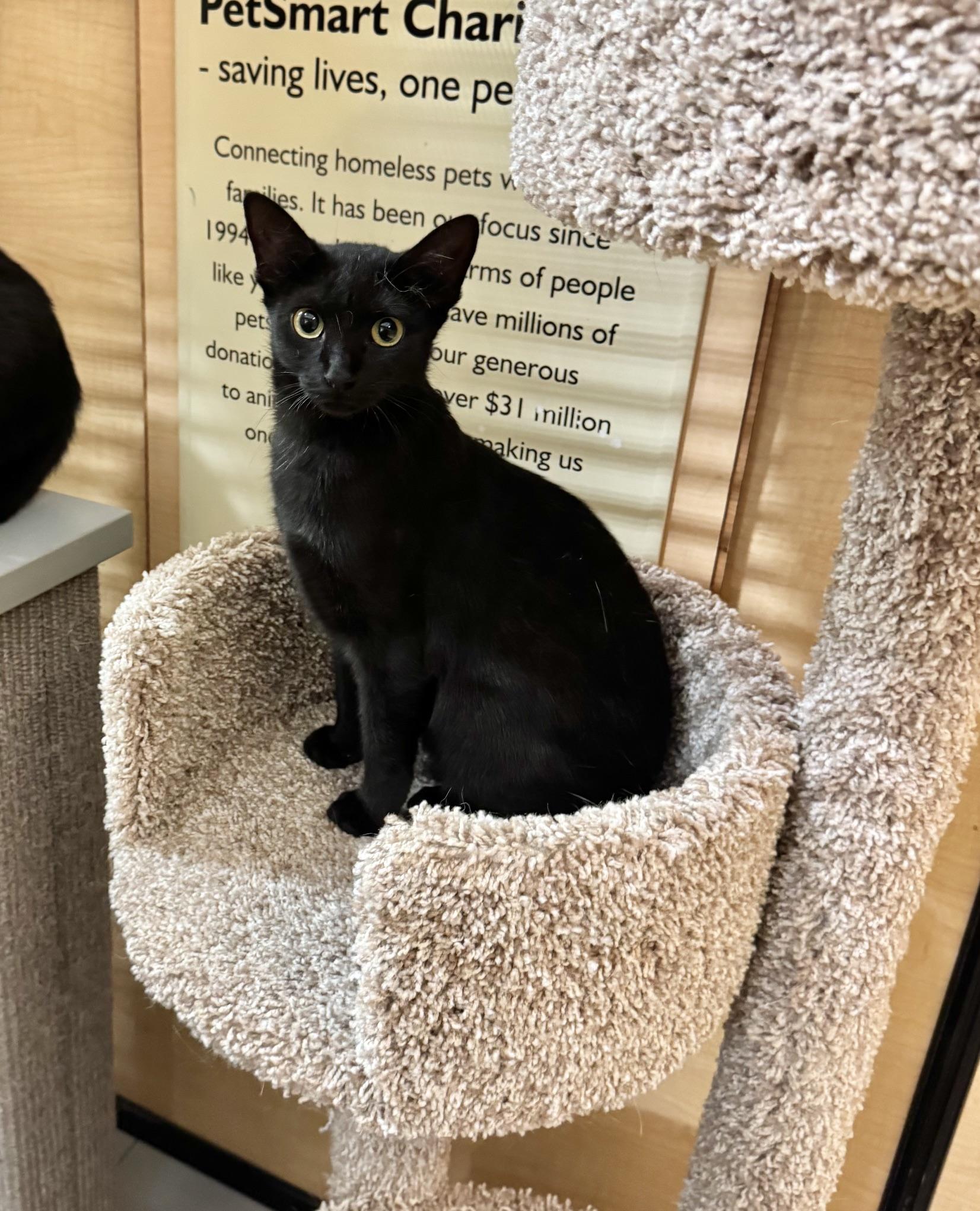 Jasmine, a ADOPTABLE Domestic Short Hair in Springfield, PA image 1/3