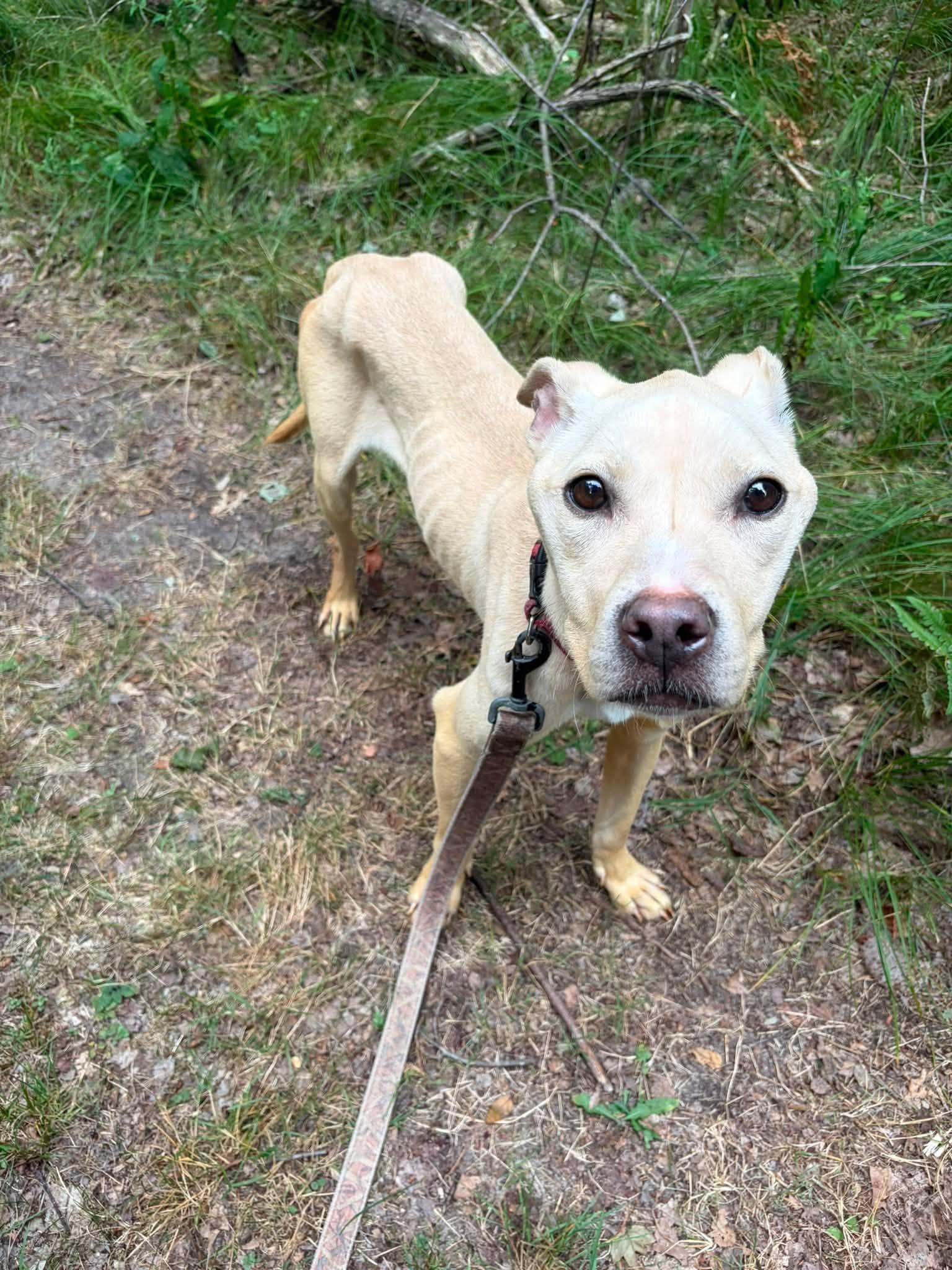 Enlarge Sophie, a Adoptable Mixed Breed in Ionia, MI image 5/6