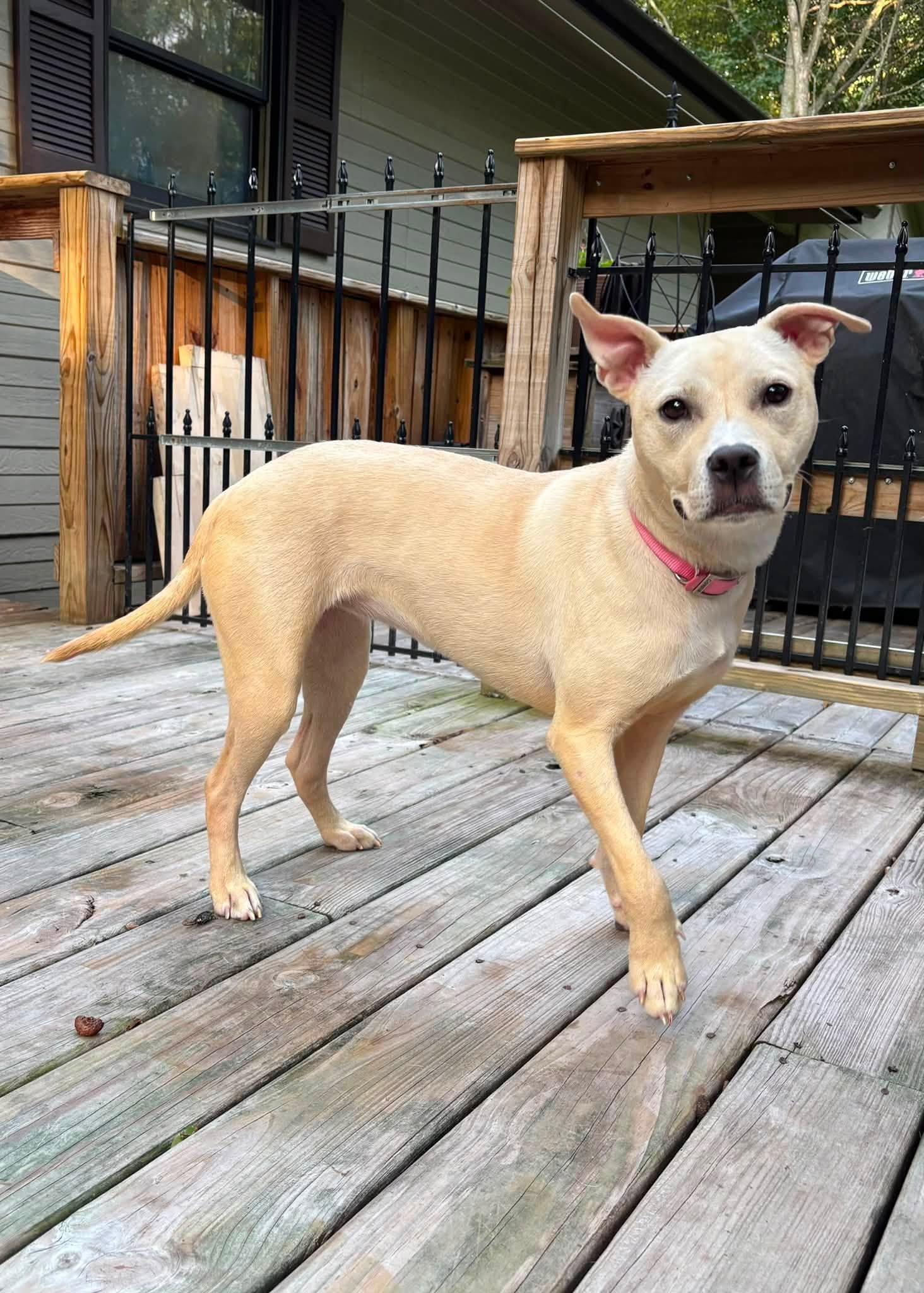 Enlarge Sophie, a Adoptable Mixed Breed in Ionia, MI image 1/6