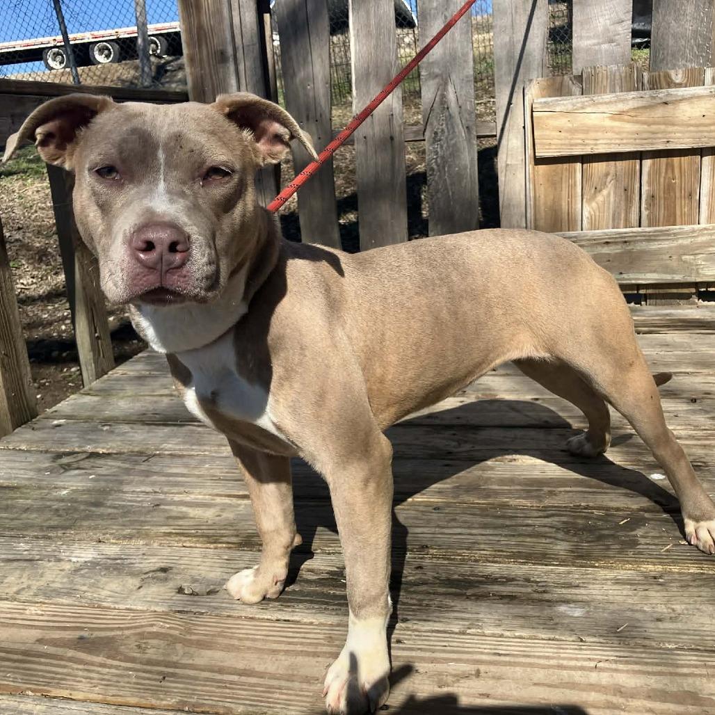 Teagan, Adoptable, Young Female Mixed Breed.