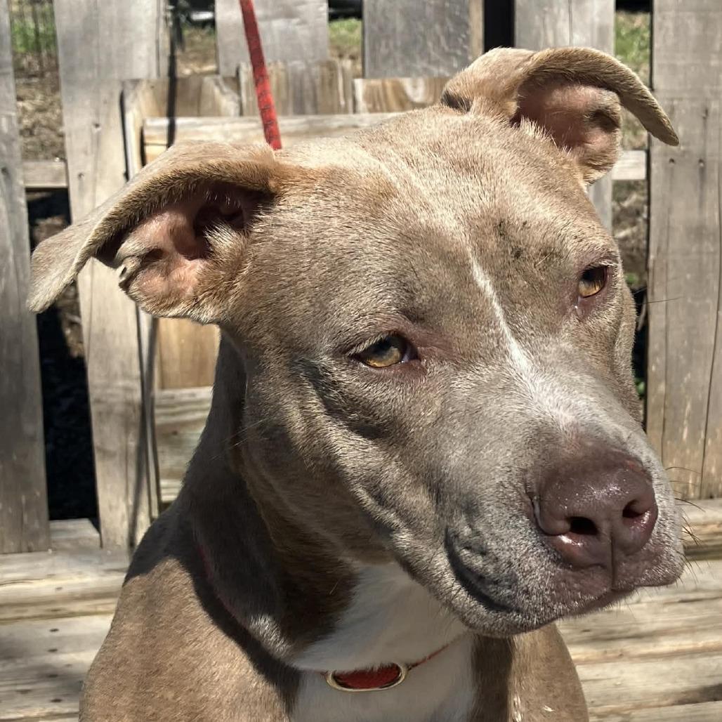 Enlarge Teagan, a Adoptable Mixed Breed in Pulaski, TN image 2/2