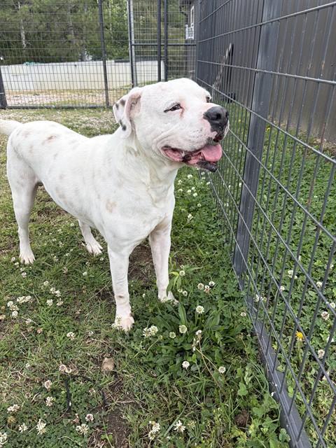 CANE, Adoptable, Adult Male American Staffordshire Terrier.
