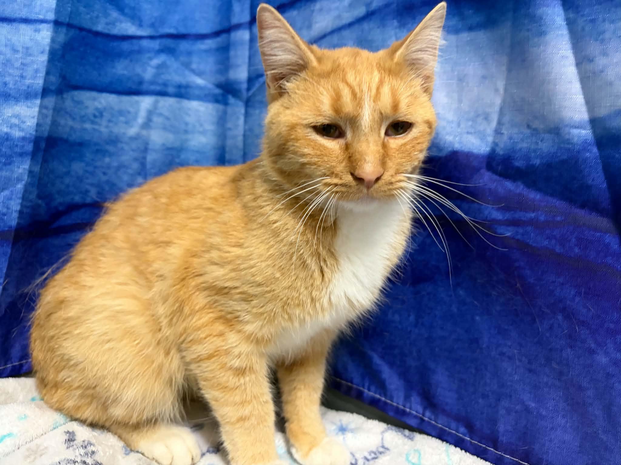 Enlarge Huntsman, a Adoptable mixed breed in Republic, WA image 2/6
