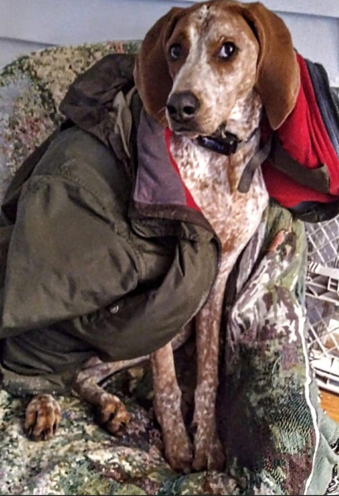 Bootleg, Adoptable, Young Male Coonhound.