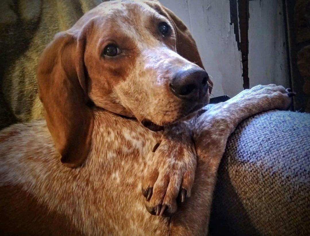 Enlarge Bootleg, a Adoptable Coonhound in Westminster, MD image 3/3