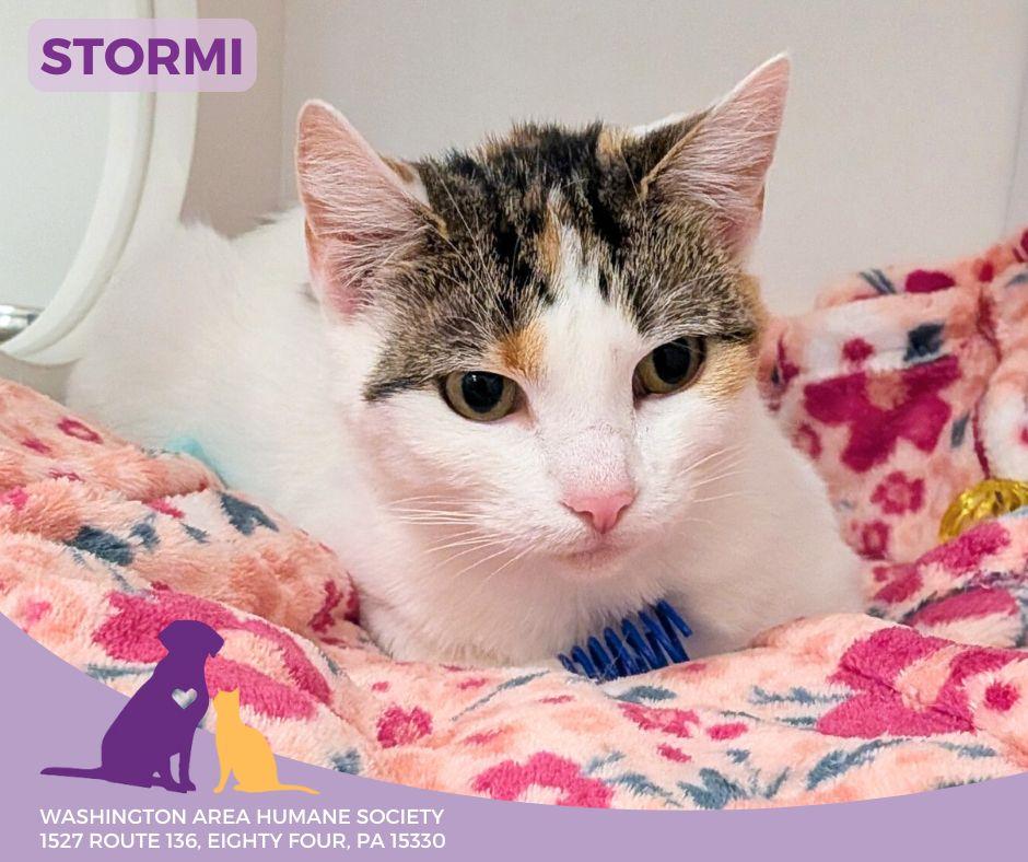 Stormi, ADOPTABLE, Adult Female Domestic Short Hair.