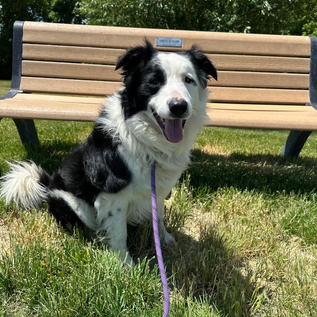 Clancy, Adoptable, Adult Male Australian Shepherd & Border Collie.