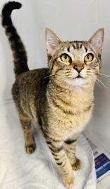 Nora, adopted, Young Female Domestic Short Hair.