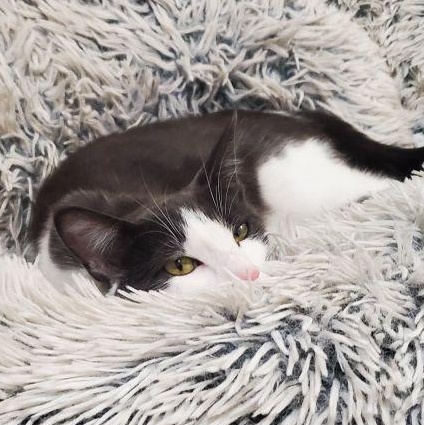 Honey, Adoptable, Adult Female Domestic Short Hair.